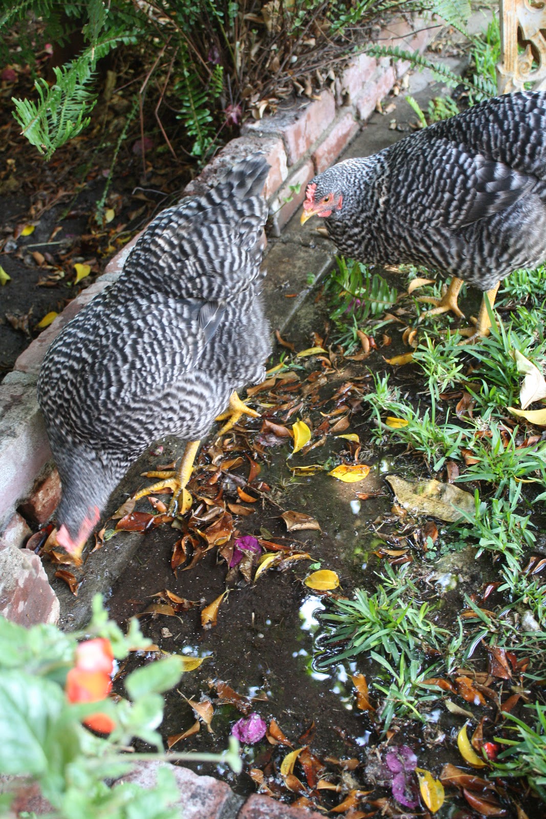 Sunny Simple Life How to Keep Chickens Cool in Hot Summer Temperatures
